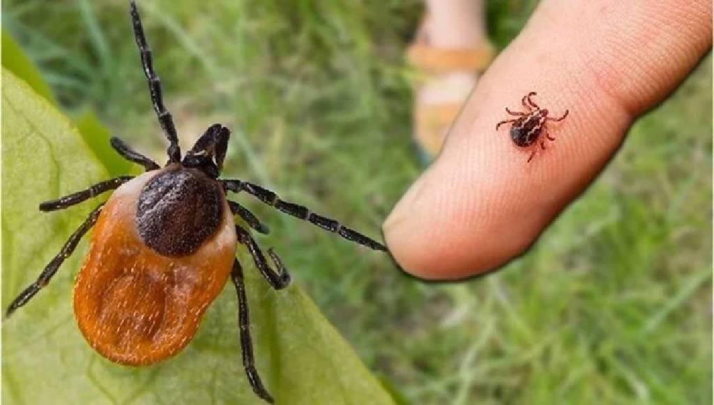 Kene ölümleri: KKKA aşısı için tarih verildi