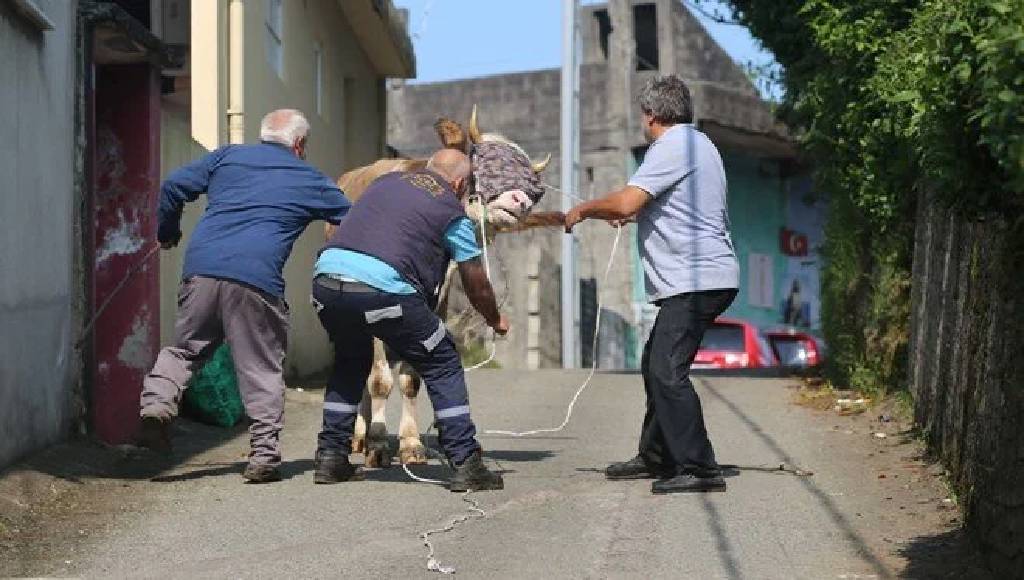 Boğalar kaçtı, sahipleri kovaladı