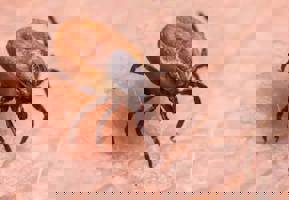 user header