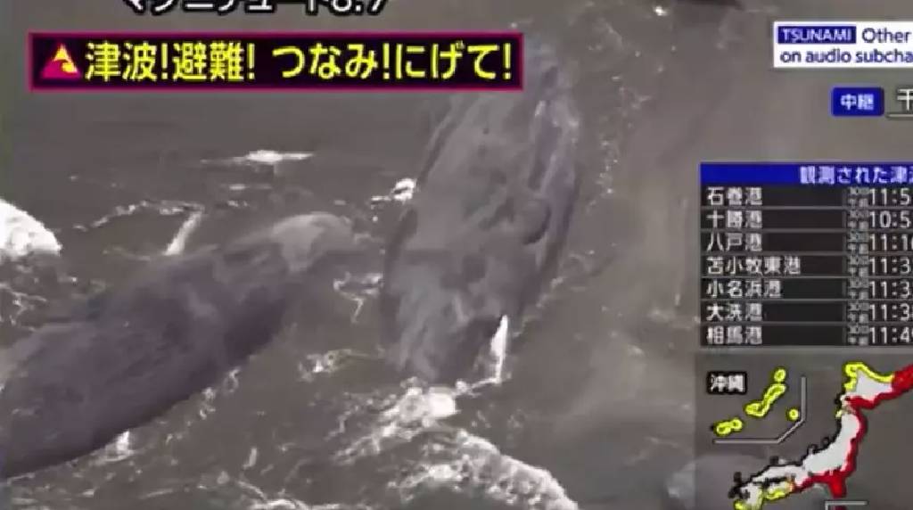 Japonya’daki tsunami dalgaları sırasında çok çarpıcı görüntü: Balinalar kıyıya vurdu…