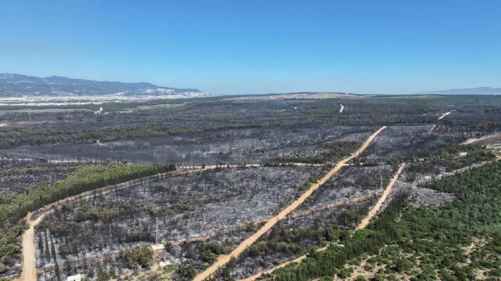 İzmir’de bir ayda Buca’nın iki katı orman kül oldu