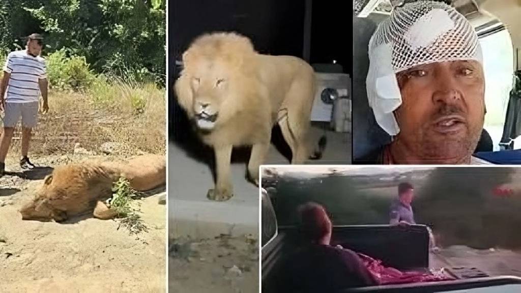Aslan Zeus’un kaçış anları kamerada: Manavgat’ta dehşet saçtı