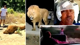 Aslan Zeus’un kaçış anları kamerada: Manavgat’ta dehşet saçtı