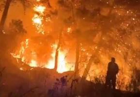 Hatay'da orman yangını