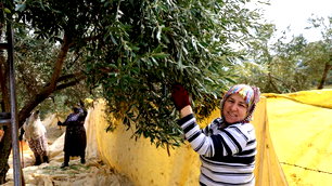 Aydın'da sofralık zeytin hasadı kadınlara emanet