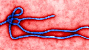 Kongo'daki Ebola salgınında can kaybı 4 bini aştı