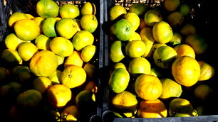 Ege'de satsuma mandalinasının ihracat sezonu başladı