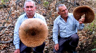 Kırklareli'de dev şemsiye mantarı: Boyu 40 santimetreye yaklaştı