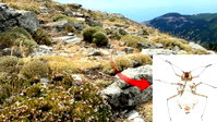 Kaz Dağlarında yeni bir böcek türü keşfedildi