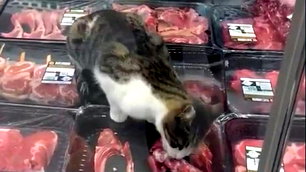 Markette etleri yiyen kedi görüntülendi: Ürünlere el konuldu