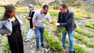 Hakkari'de bin 350 rakımda yer fıstığı yetiştirildi